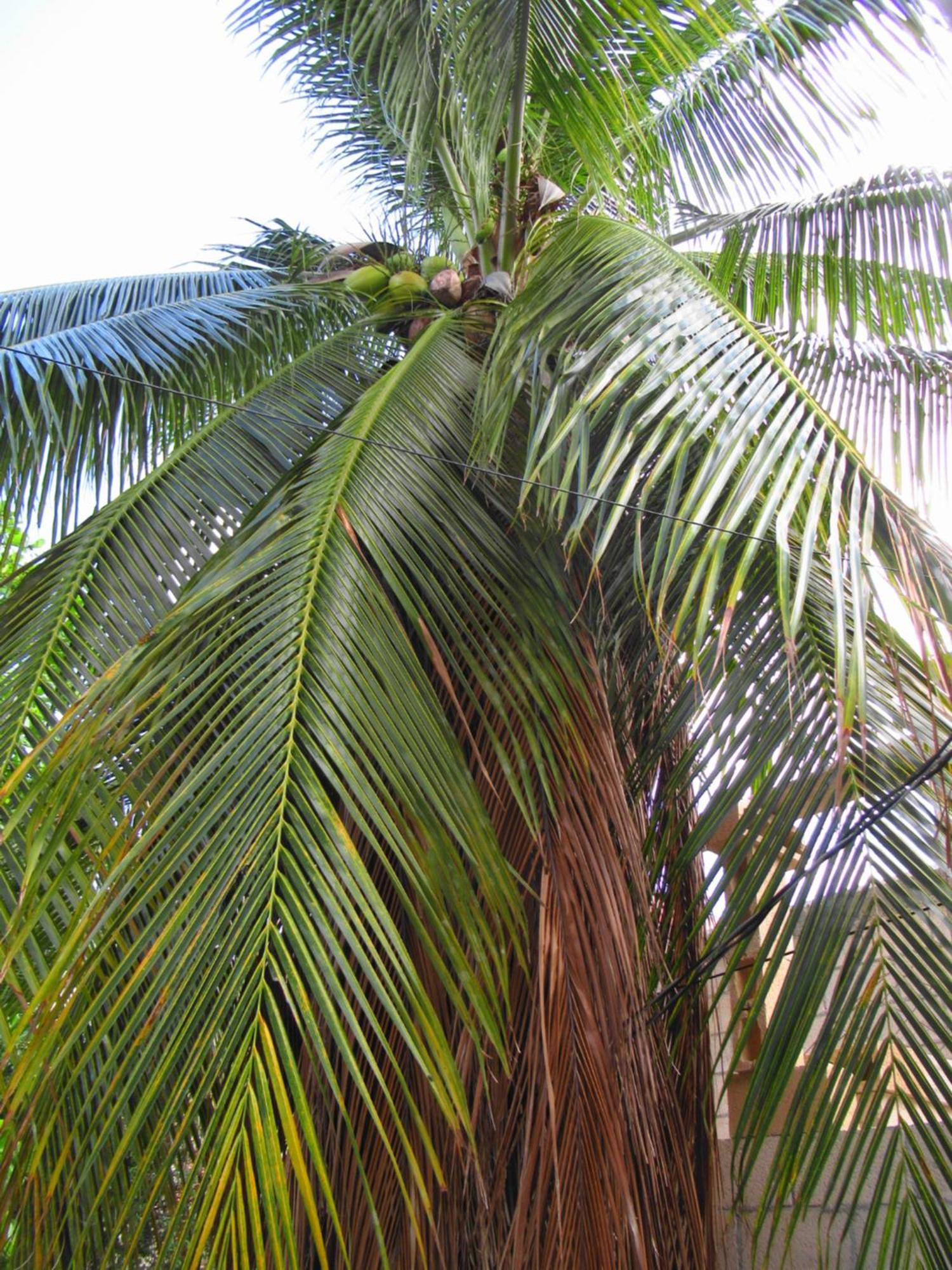 Cocos Apartment Cancun Bagian luar foto