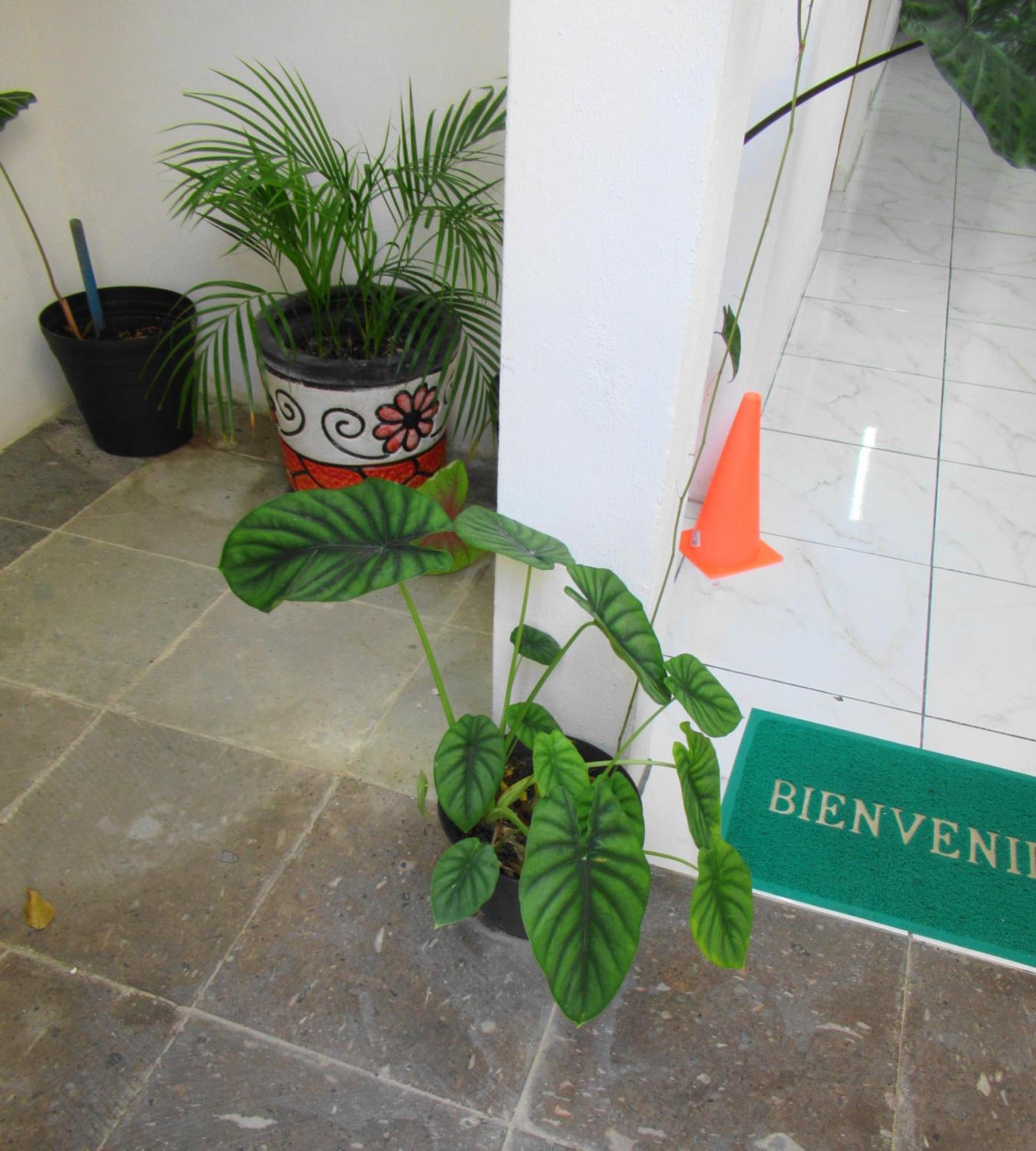 Cocos Apartment Cancun Bagian luar foto